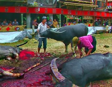 Indonesia - Sulawesi - Tana Toraja - Bori - Funeral Ceremony - Day 4 - 821