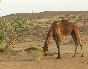 India - Rajasthan - Jaisalmer - Desert - 20