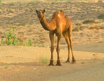 India - Rajasthan - Jaisalmer - Desert - 19