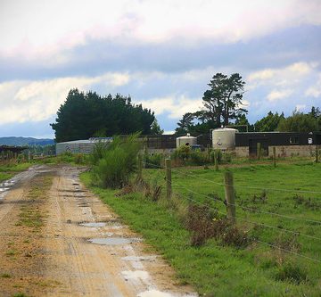 The Milking shed (cowshed)