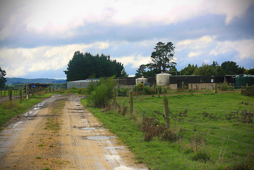 The Milking shed (cowshed)