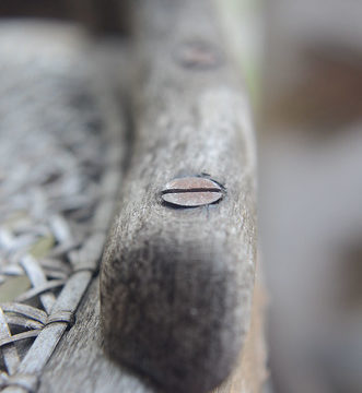 Screw on a wooden chair