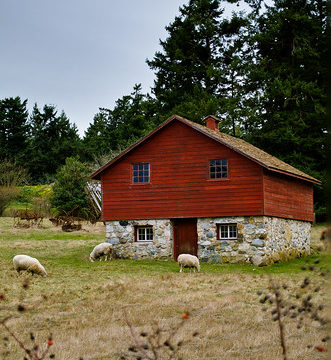 Sheep Shed