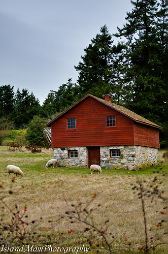 Sheep Shed