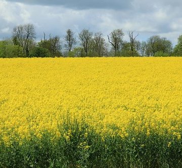 Wimpole Estate (NT) 12-05-2012