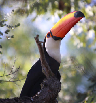 Série com o Tucano-toco ou Tucanuçu (Ramphastos toco) - Series with the Toco Toucan - 23-05-2013 - IMG_2140