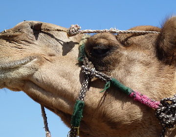 India - Rajasthan - Pushkar - Camel - 7