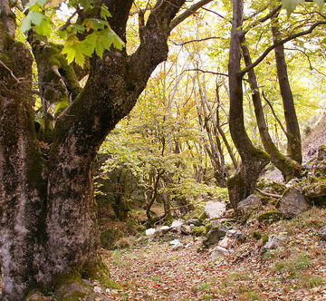 Platanus orientalis - Oriental Plane