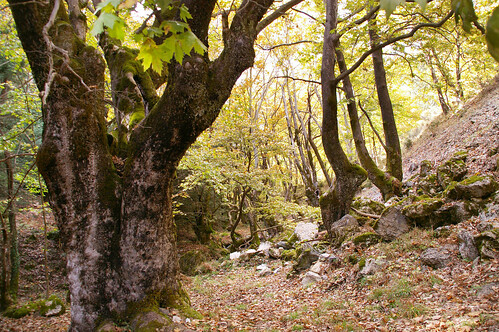 Platanus orientalis - Oriental Plane