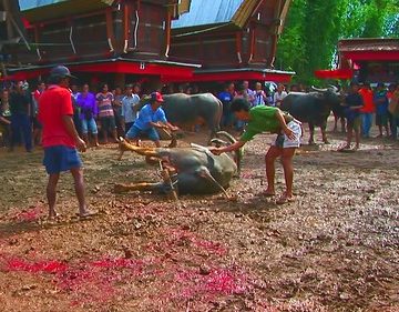 Indonesia - Sulawesi - Randau Batu - Toraja Funeral Ceremony - 1