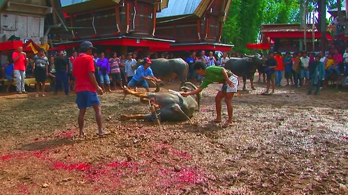 Indonesia - Sulawesi - Randau Batu - Toraja Funeral Ceremony - 1