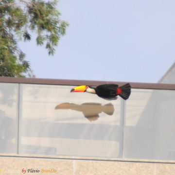 Série com o Tucano-toco ou Tucanuçu (Ramphastos toco) Series with the Toco Toucan - 15-05-2011 - IMG_1754