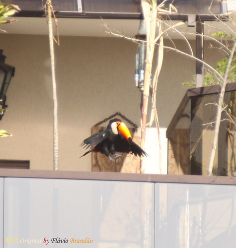 Série com o Tucano-toco ou Tucanuçu (Ramphastos toco) Series with the Toco Toucan - 15-05-2011 - IMG_1823