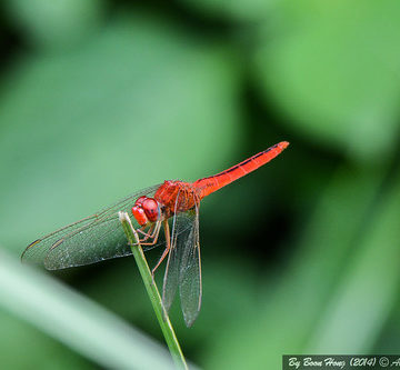 Red River Dropwing FEMALE (Trithemis pluvialis)_DSC_3920-1