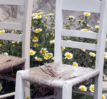 Chairs and daisies