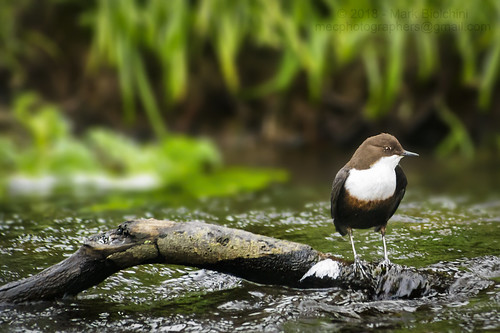 Dipper (Cinclus Cinclus)