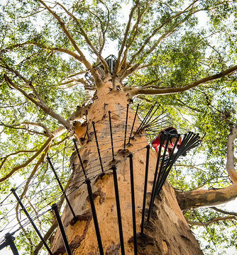 The Gloucester Tree: Mary Rising