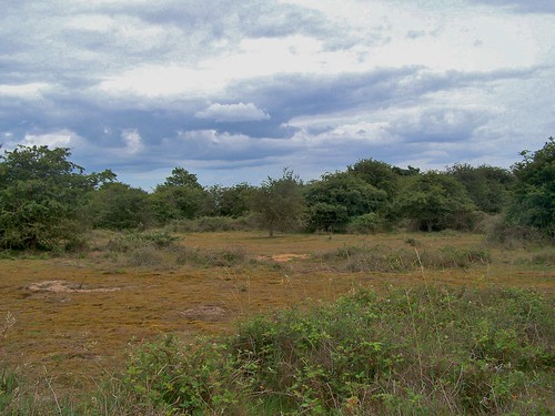 Heathland in RSPB Minsmere, Suffolk, England - July 2010