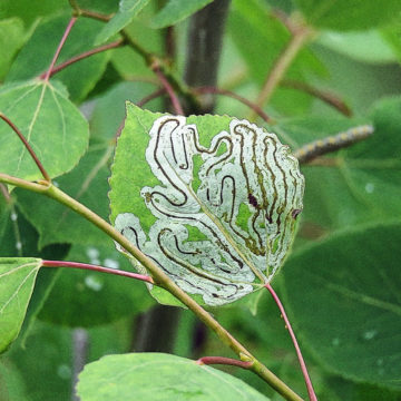 Larvae tunnel pattern