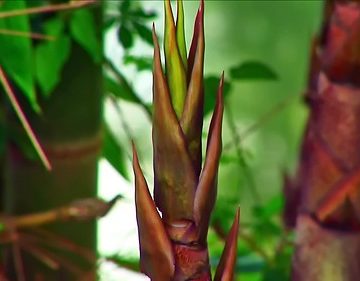 Indonesia - Sulawesi - Tanah Toraja - Bamboo - 334