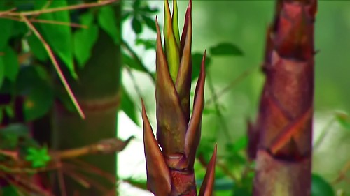 Indonesia - Sulawesi - Tanah Toraja - Bamboo - 334