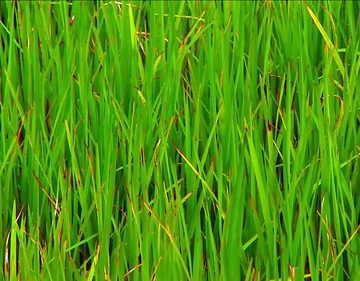 Indonesia - Sulawesi - Tanah Toraja - Paddy Field - 224