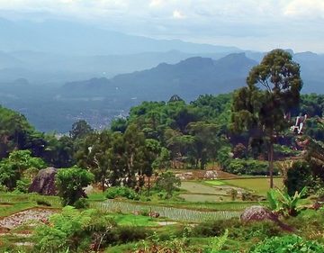 Indonesia - Sulawesi - Tanah Toraja - Paddy Fields - 221