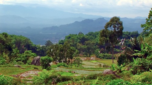 Indonesia - Sulawesi - Tanah Toraja - Paddy Fields - 221