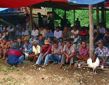 Indonesia - Sulawesi - Tana Toraja - Bori - Funeral Ceremony - Day 4 - Cock Fighting - 912