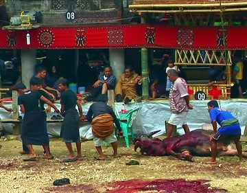 Indonesia - Sulawesi - Tana Toraja - Bori - Funeral Ceremony - Day 4 - 848