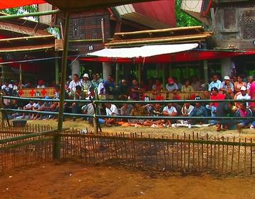 Indonesia - Sulawesi - Tana Toraja - Bori - Funeral Ceremony - Day 4 - Cock Fighting - 919