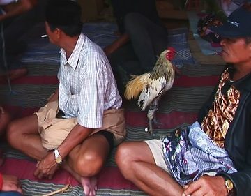 Indonesia - Sulawesi - Tana Toraja - Bori - Funeral Ceremony - Day 4 - Cock Fighting - 903