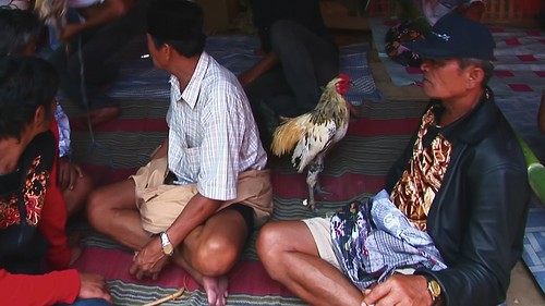 Indonesia - Sulawesi - Tana Toraja - Bori - Funeral Ceremony - Day 4 - Cock Fighting - 903