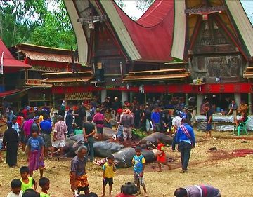 Indonesia - Sulawesi - Tana Toraja - Bori - Funeral Ceremony - Day 4 - 851