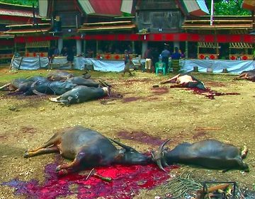 Indonesia - Sulawesi - Tana Toraja - Bori - Funeral Ceremony - Day 4 - 839