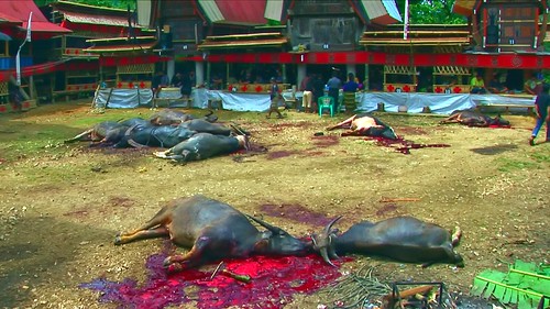 Indonesia - Sulawesi - Tana Toraja - Bori - Funeral Ceremony - Day 4 - 839