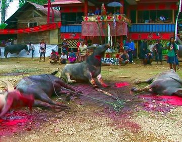 Indonesia - Sulawesi - Tana Toraja - Bori - Funeral Ceremony - Day 4 - 818