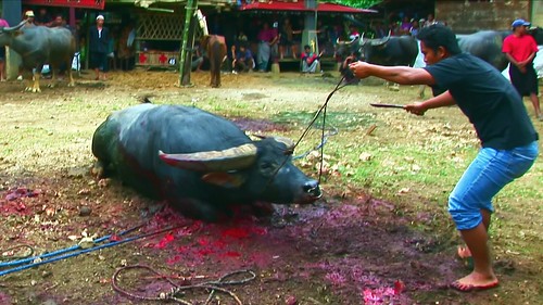 Indonesia - Sulawesi - Tana Toraja - Bori - Funeral Ceremony - Day 4 - 808