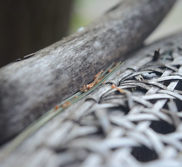 Green pine-needle on an old, gray wooden chair